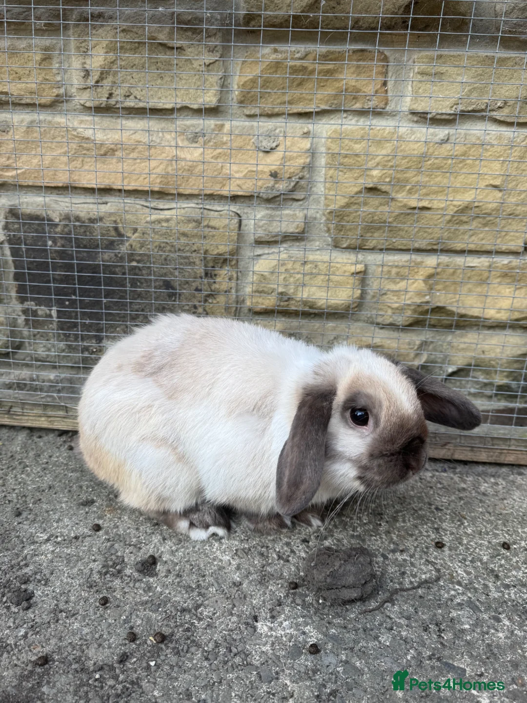 Mini Lop rabbits for sale: 8 month old seal point buck  - Advert 2