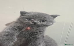 British Shorthair cats for sale: Beautiful British blues - Image 4