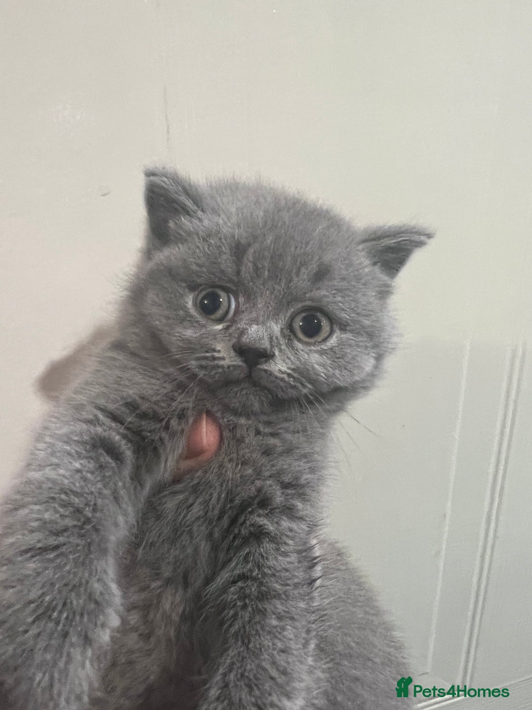 British Shorthair cats for sale: Beautiful British blues - Image 4