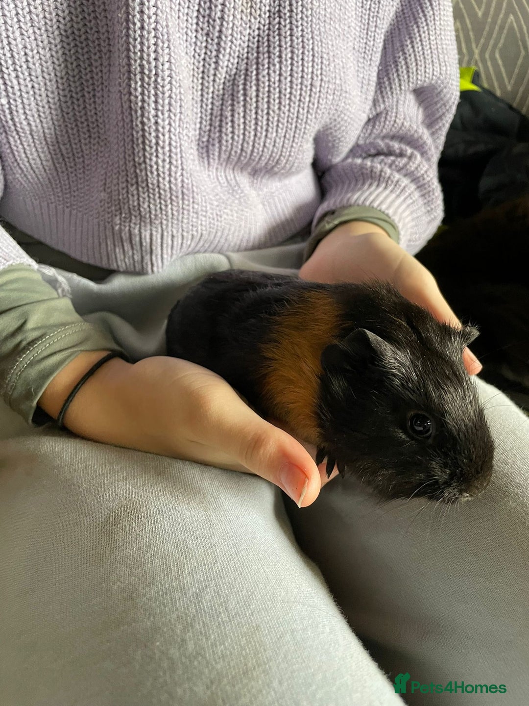 Guinea Pig rodents for sale: Beautiful baby guinea pigs  - Advert 4