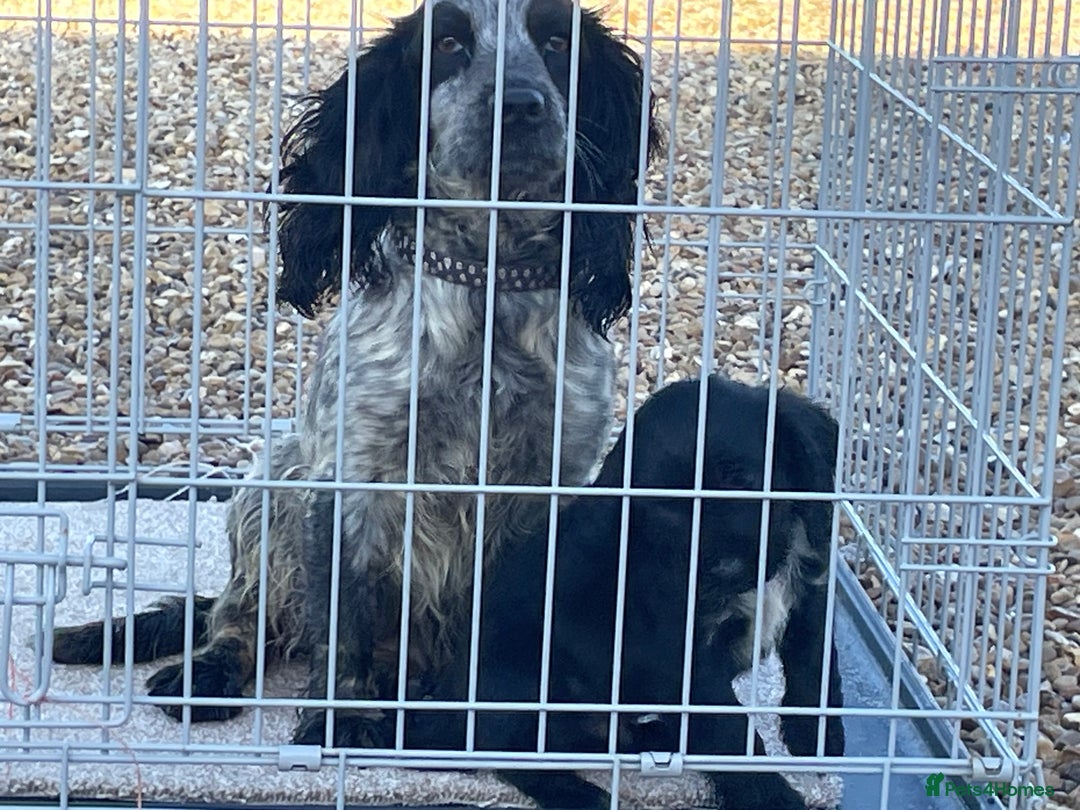 Cocker Spaniel dogs for sale: Cocker spaniel  - Advert 4