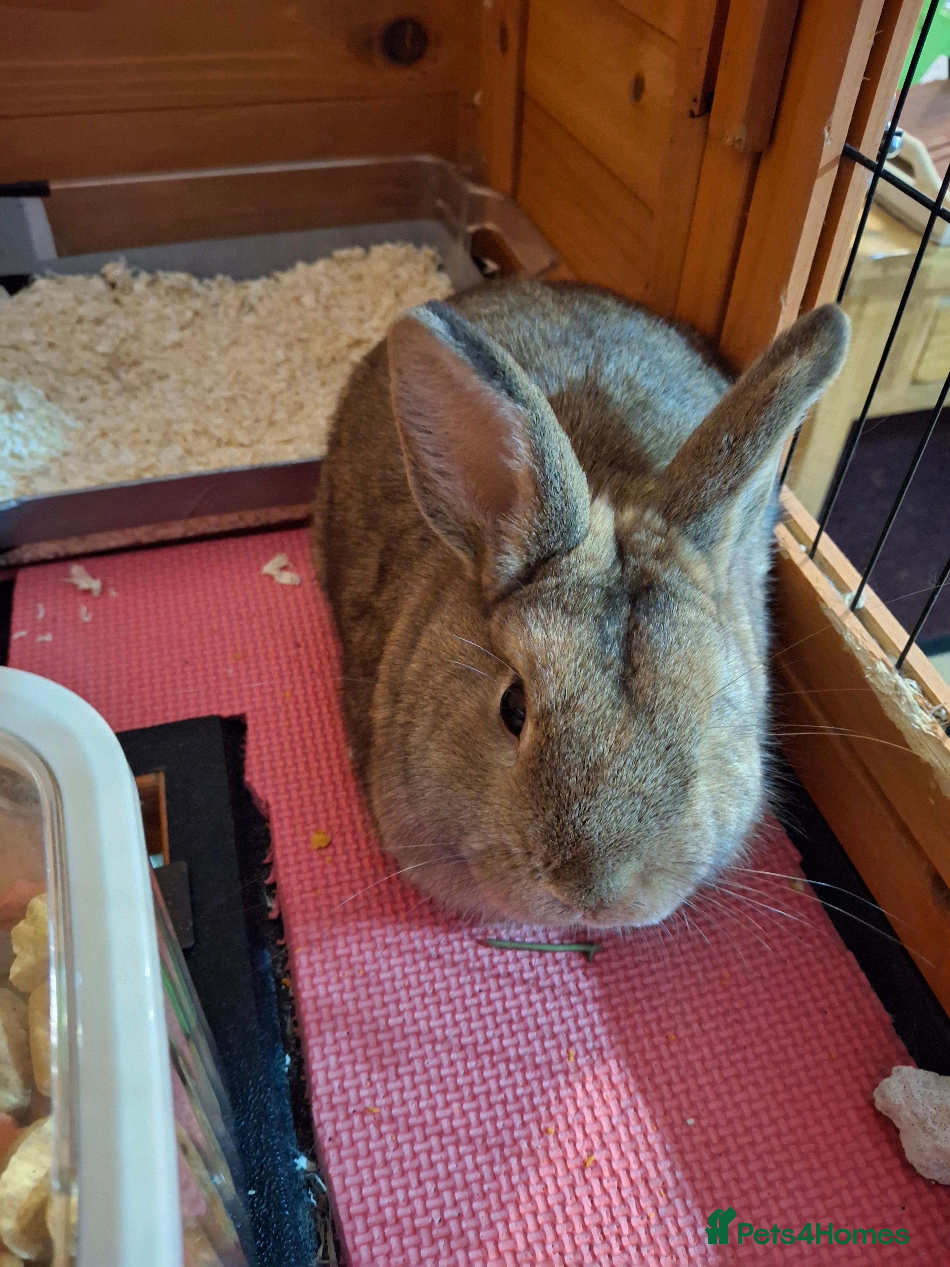 Netherland Dwarf rabbits rodney  - Advert 3