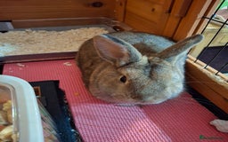 Netherland Dwarf rabbits for sale: rodney  - Advert 1