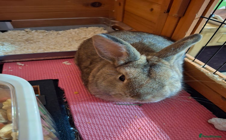 Netherland Dwarf rabbits rodney  - Advert 8