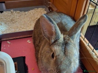 Netherland Dwarf rabbits for sale: rodney - Advert 1