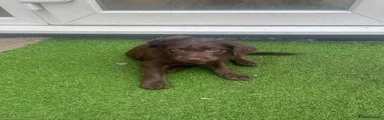 Dark brown - deep pink collar