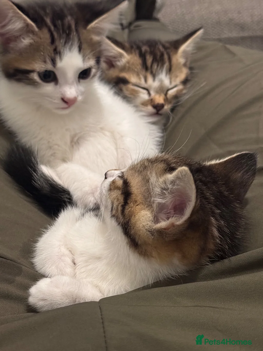 Domestic Shorthair cats for sale: 3 Tabby kittens for sale (1 Male,2 Female) in Margate - Advert 6