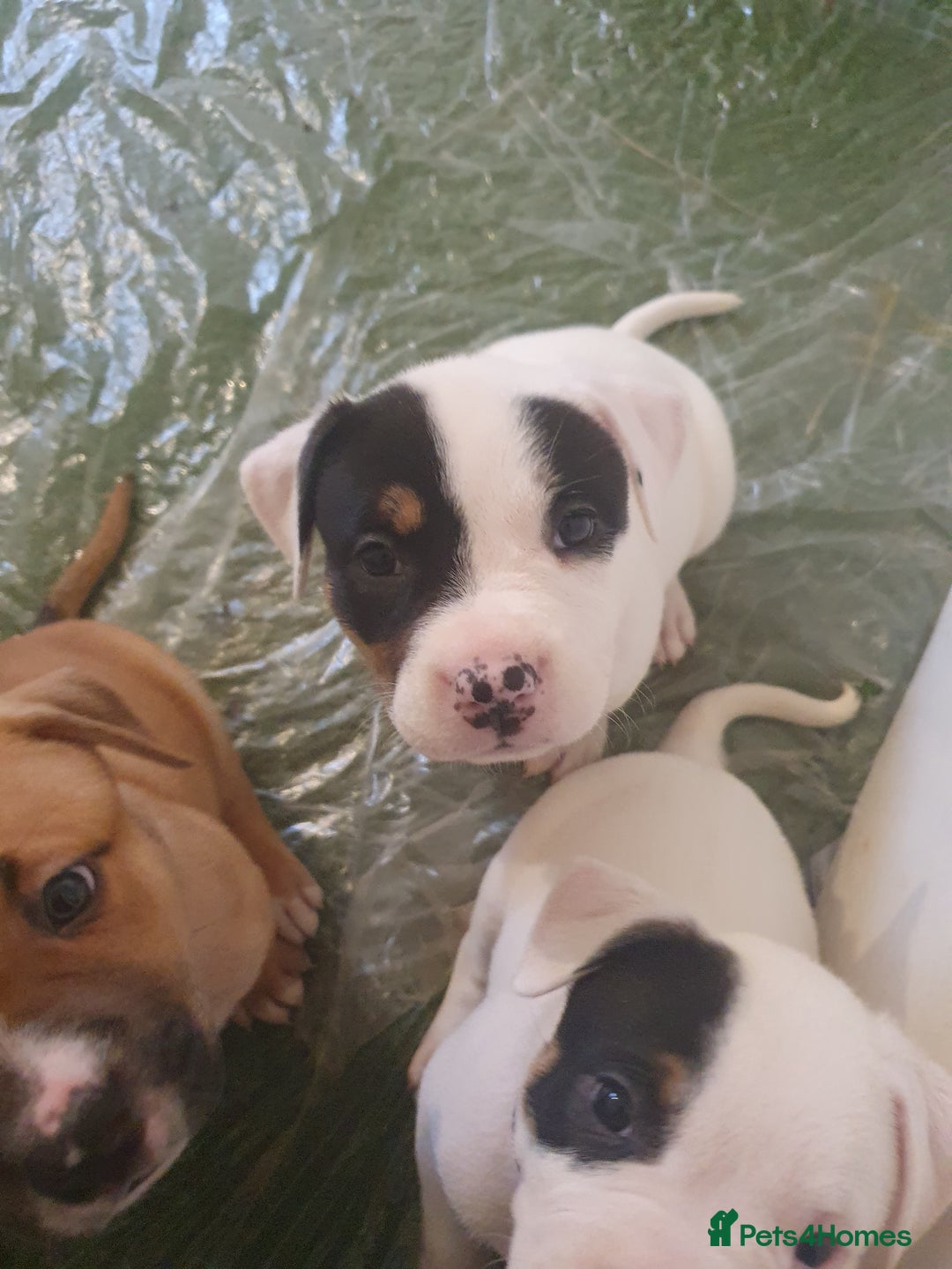Mixed Breed dogs for sale: American bulldog  - Advert 3
