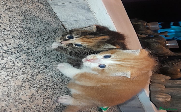 Mixed Breed cats ONE GINGER MALE LEFT. READY NOW - Advert 1