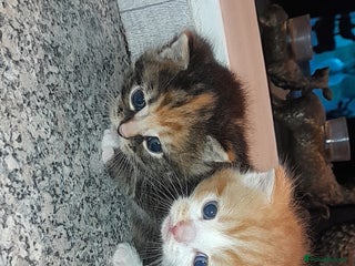 Mixed Breed cats ONE GINGER MALE LEFT. READY NOW - Advert 17