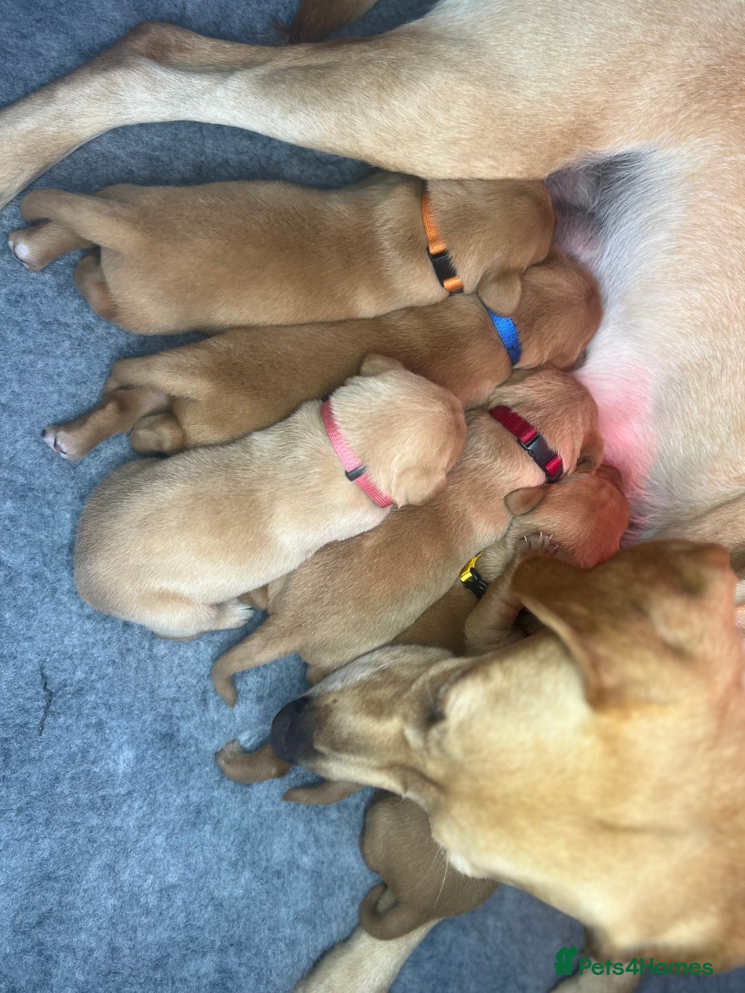 Labrador Retriever dogs for sale: Champion line KC reg dark Red Fox Yellow Labrador  - Advert 12