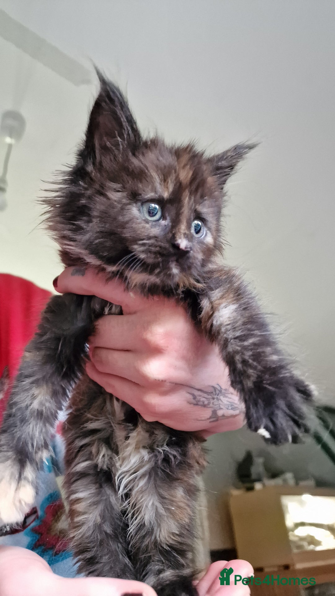 Maine Coon cats for sale: Beautiful Mainecoon kittens  - Advert 14