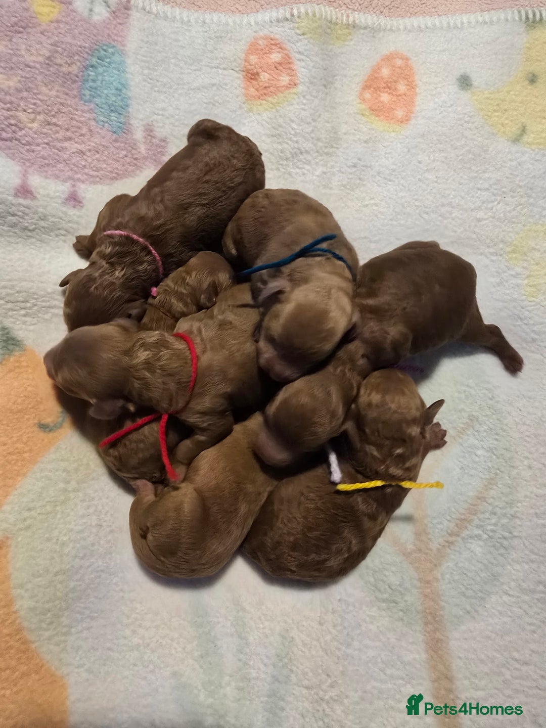 Miniature Poodle dogs for sale: Stunning Red KC Miniature Poodles-Champion Lines - Advert 1