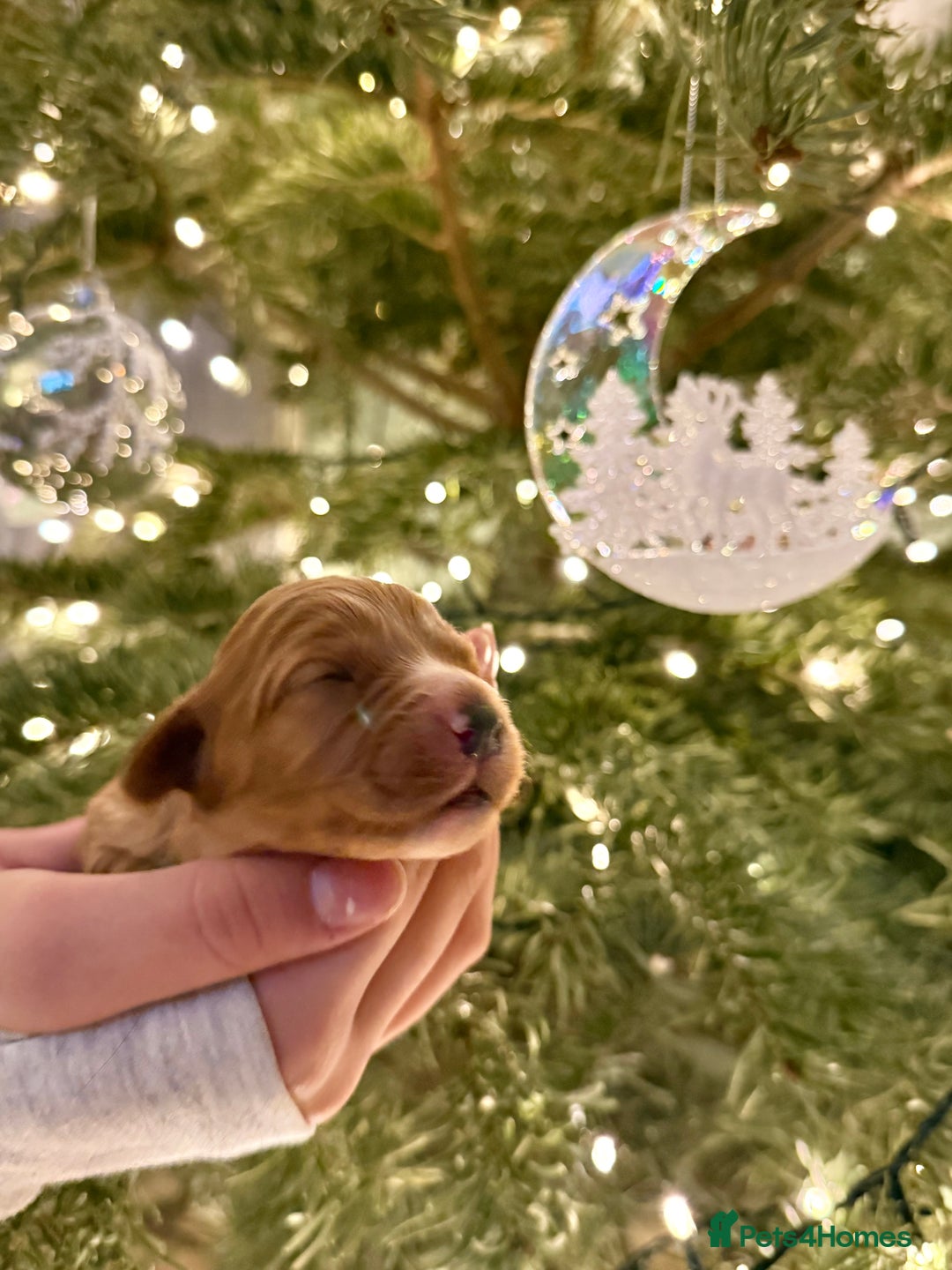 Cavapoo dogs for sale: Gorgeous Cavapoo Puppies  - Advert 7