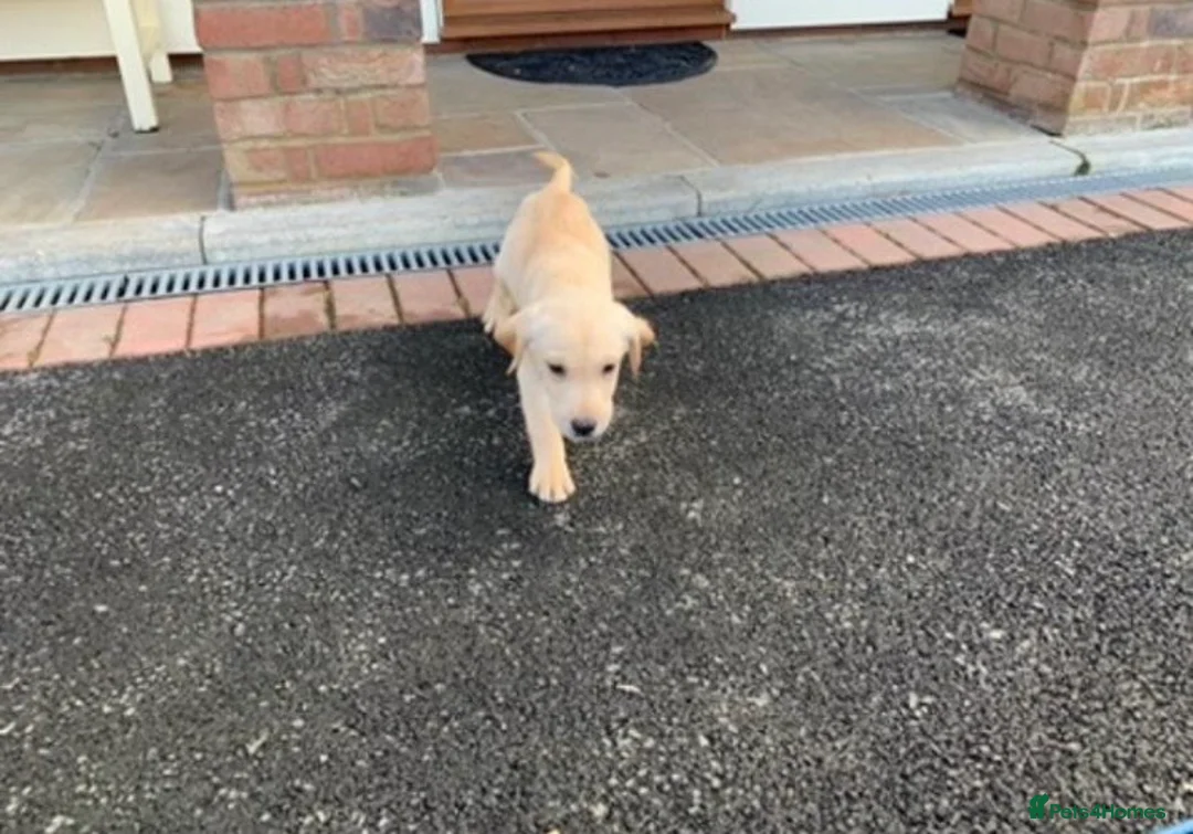 Labrador Retriever dogs for sale: ⭐️⭐️⭐️⭐️⭐️ Labrador Puppies  in Ingatestone - Advert 6