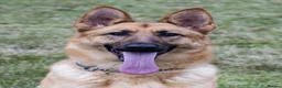 German Shepherd dogs for sale: Top quality german shepherd puppies - Advert 5