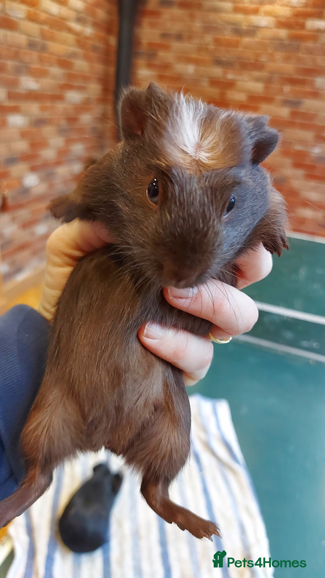 Guinea Pig rodents for sale: Beautiful baby Guinea pigs  - Advert 4