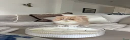 Persian cats for sale: Beautiful Persian kittens - Advert 3