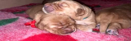 Golden Retriever dogs for sale: KC Golden Retrievers - Health Tested & Home Raised in Trowbridge - Advert 27
