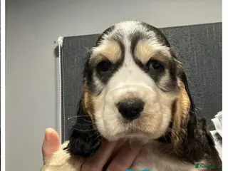 Cocker Spaniel dogs Show Cocker Spaniel puppies from DNA tested parent - Advert 10