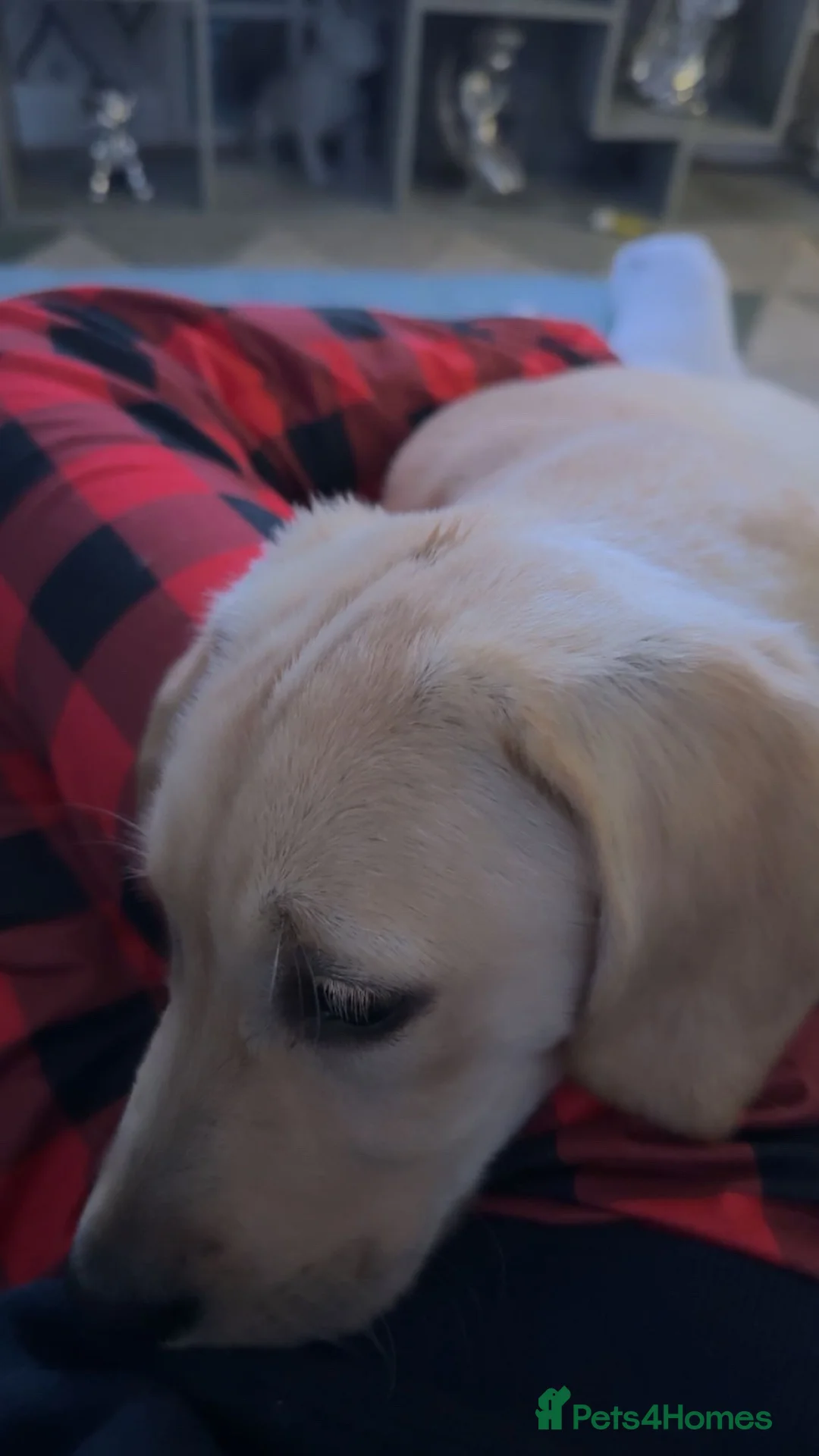 Goldador dogs for sale: Golden retriever  - Advert 2