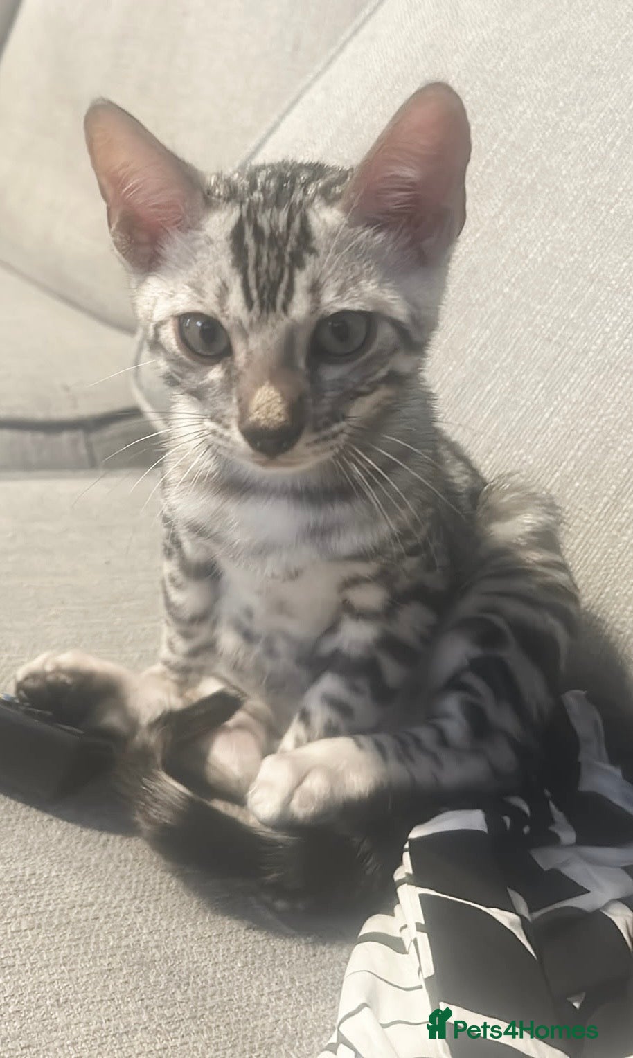 Bengal cats 1 silver male kitten  - Advert 14
