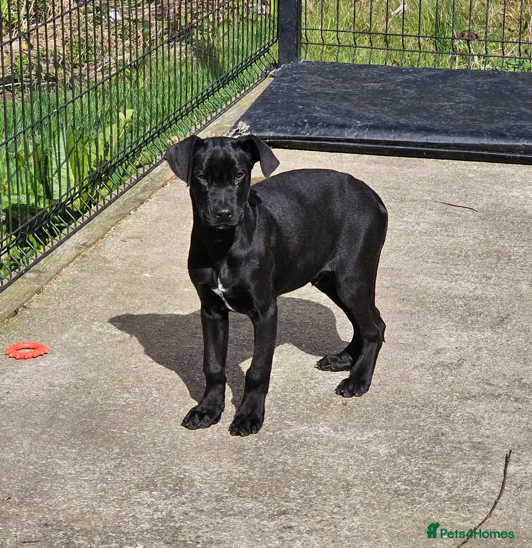 Mixed Breed dogs for sale: Canis Panther Pups - 1 Male & 2 Females available  - Advert 2