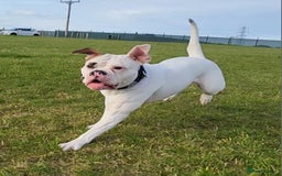 American Bulldog dogs for sale: American Bulldog Puppies – Ready Now! - Image 25