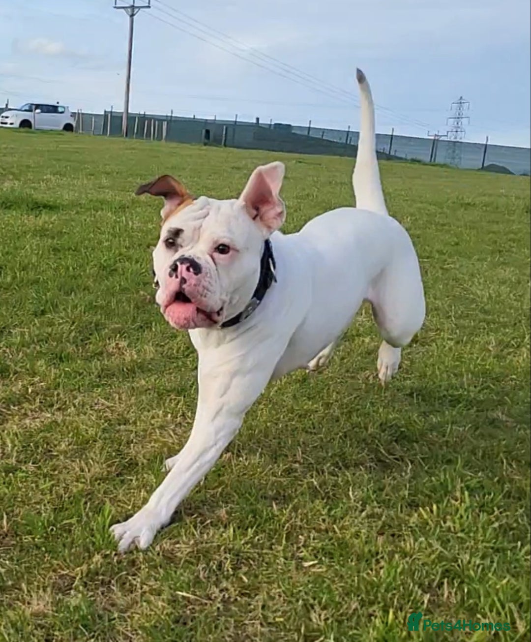 American Bulldog dogs for sale: American Bulldog Puppies – Ready Now! - Image 25