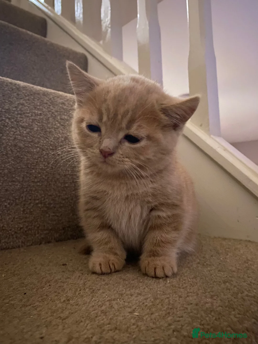 Domestic Shorthair cats for sale: 2 adorable mink ragdoll cross girls - Advert 16