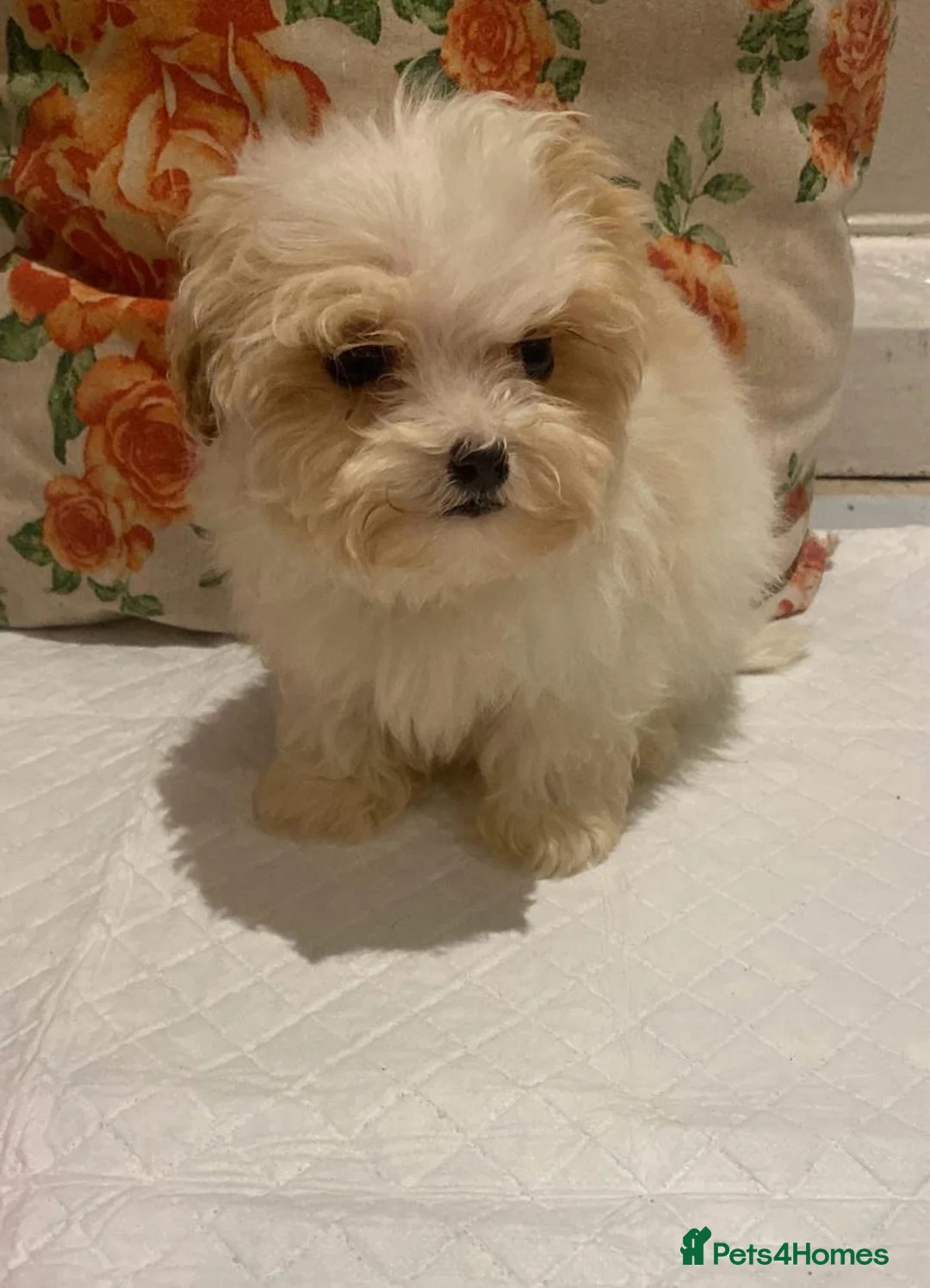 Cavapoo dogs for sale: F2 Cavapoo puppies available  - Advert 18