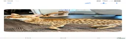 Savannah cats for sale: SAVANNAH X MAINE COON KITTENS EXCEPTIONAL QUALITY - Advert 1