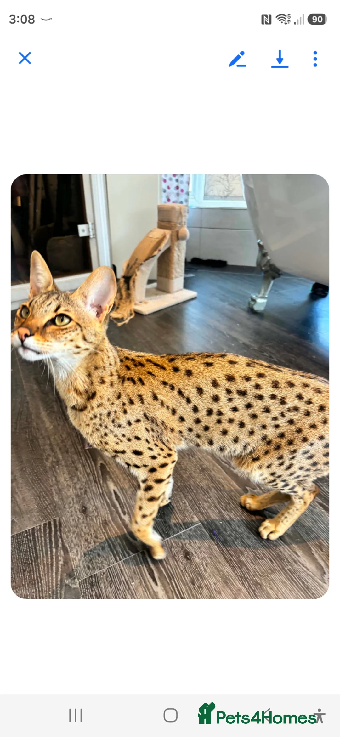 Savannah cats for sale: SAVANNAH X MAINE COON KITTENS EXCEPTIONAL QUALITY - Advert 1