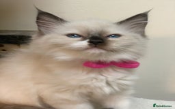 Ragdoll cats for sale: Ragdoll kittens  - Image 5