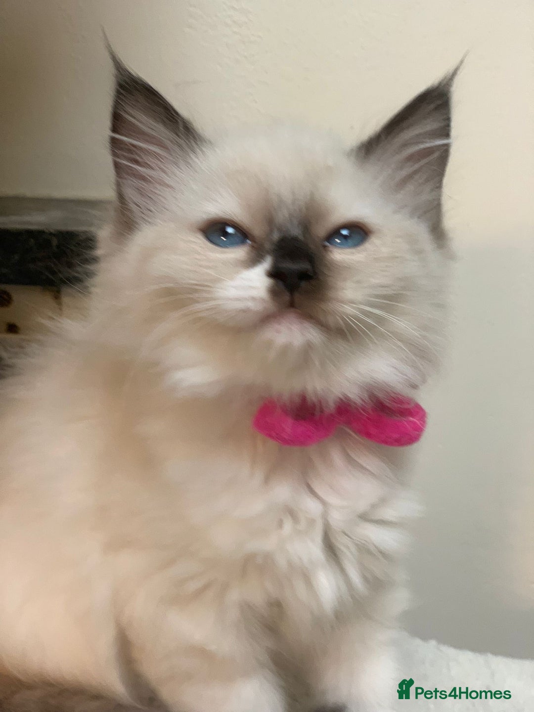 Ragdoll cats for sale: Ragdoll kittens  - Image 5