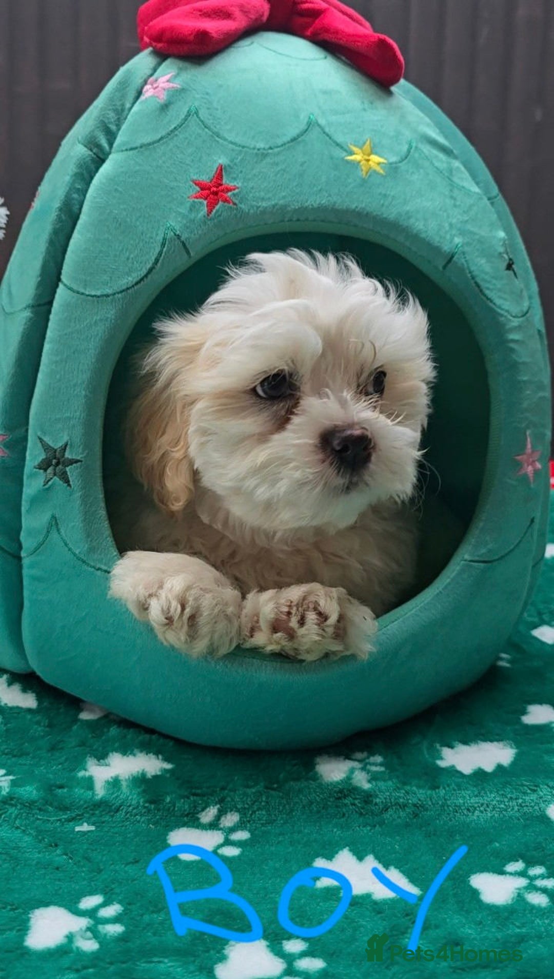 Shih Tzu dogs for sale: Little White Hearts Seeking Their Forever Homes - Advert 7