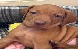 Hungarian Vizsla dogs for sale: Gorgeous Viszla Puppies - Image 3