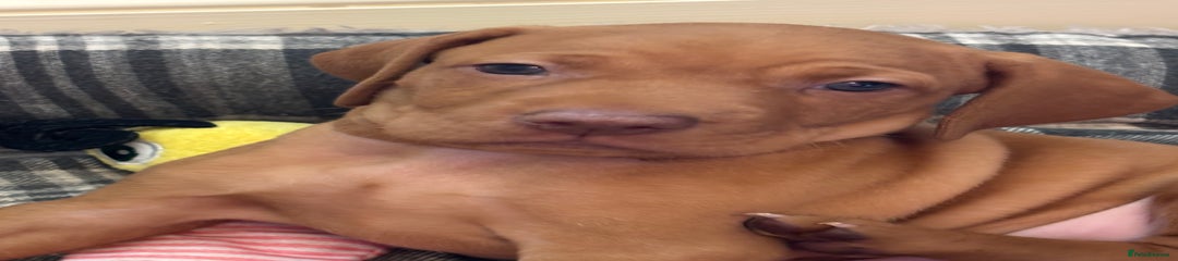 Hungarian Vizsla Puppy 2