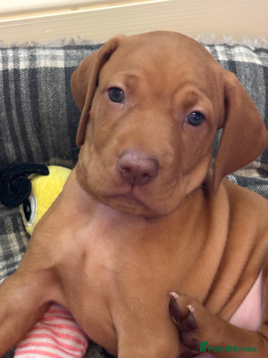 Hungarian Vizsla dogs for sale: Gorgeous Viszla Puppies - Image 3