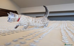 Bengal cats for sale: 🤍🩶🖤 Beautiful Bengal Kittens 🖤🩶🤍 - Image 6