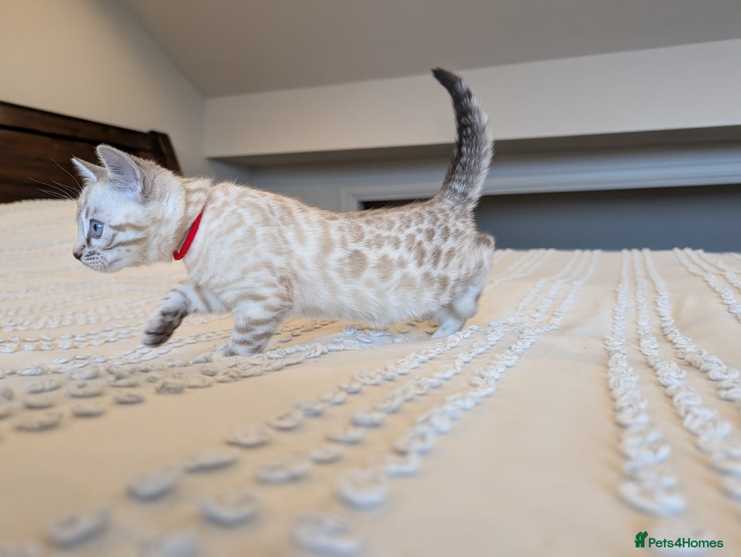 Bengal cats for sale: 🤍🩶🖤 Beautiful Bengal Kittens 🖤🩶🤍 - Image 6