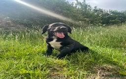 Mixed Breed dogs for sale: huntaway x springer spaniel pup - Image 1