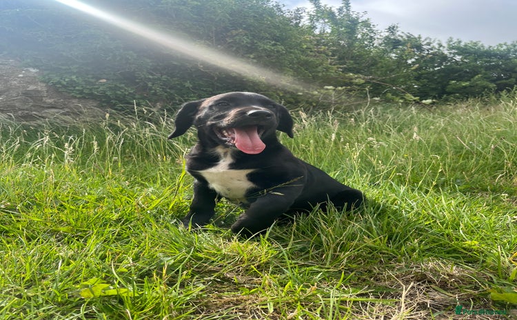 Mixed Breed dogs - Advert 1