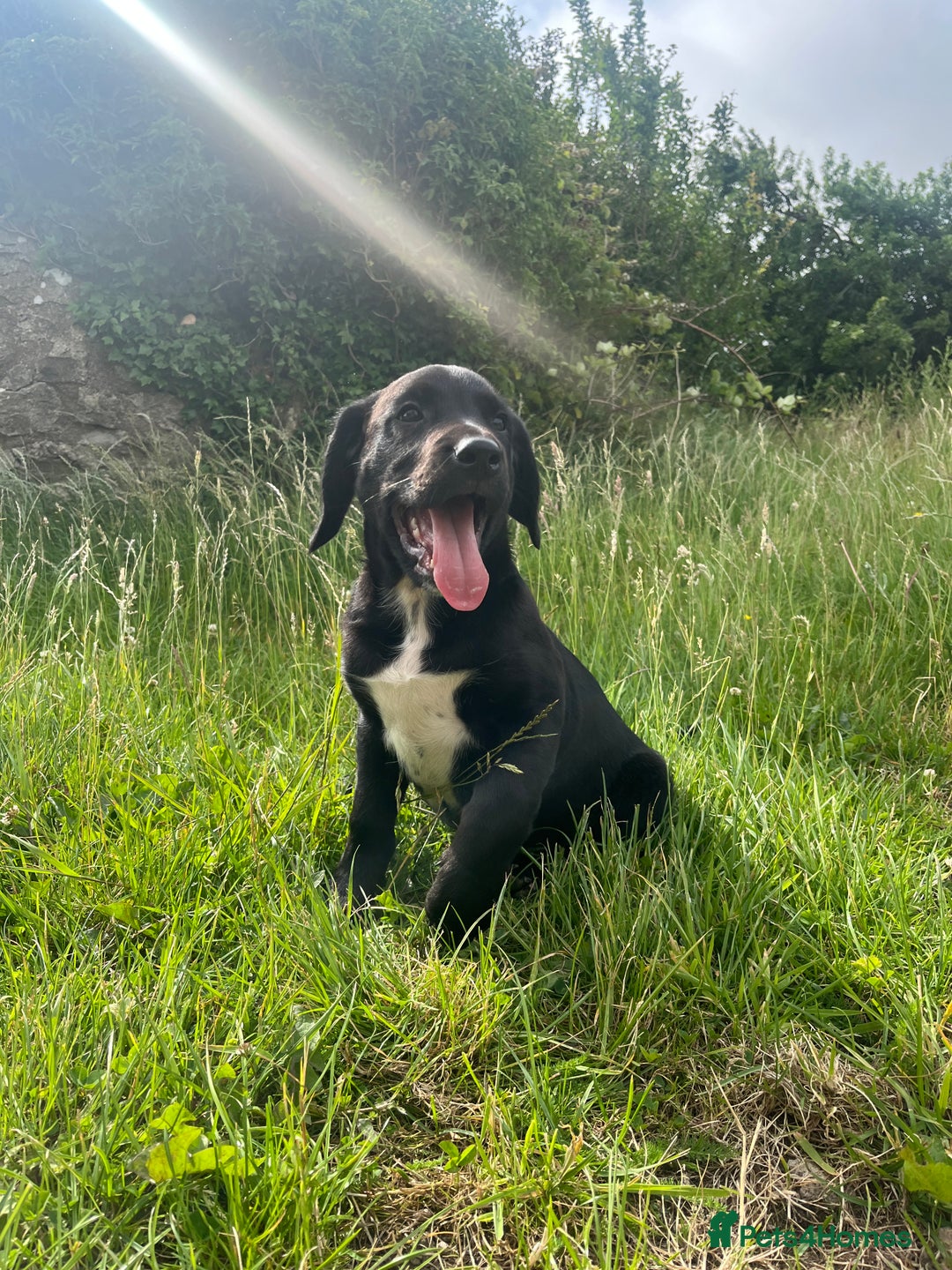 Mixed Breed dogs for sale: huntaway x springer spaniel pup - Image 1