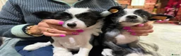 Chinese Crested dogs for sale: Chinese crested puppies - Advert 3
