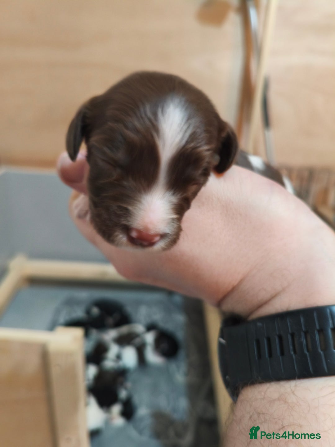 English Springer Spaniel dogs for sale: Health tested KC Registered Springer spaniels - Advert 5