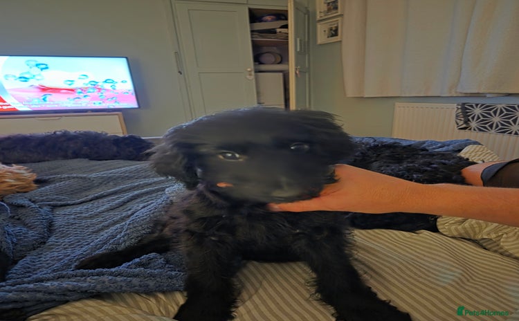 Mixed Breed dogs - Advert 2