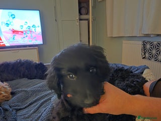 Mixed Breed dogs - Advert 2