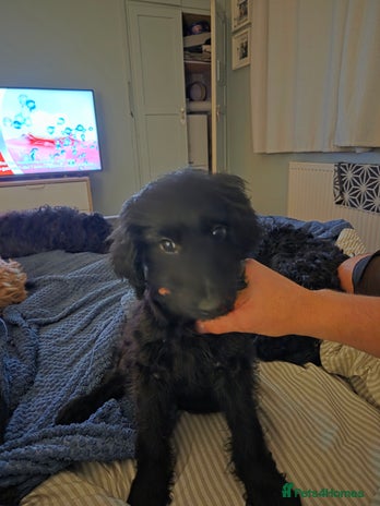 Mixed Breed dogs - Advert 2