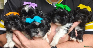 Shih Tzu dogs - Advert 16